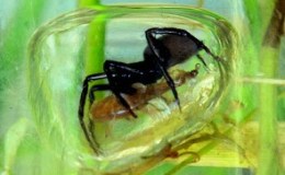 The Spider That Thinks It’s A Scuba&nbsp;Diver