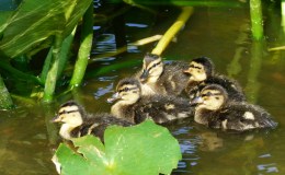 Eleventh Anniversary of Blogging About Birds – Part&nbsp;II