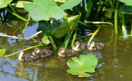 Lee’s Four Word Thursday –&nbsp;4/14/16