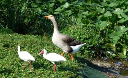 Belgium’s Geese Parade