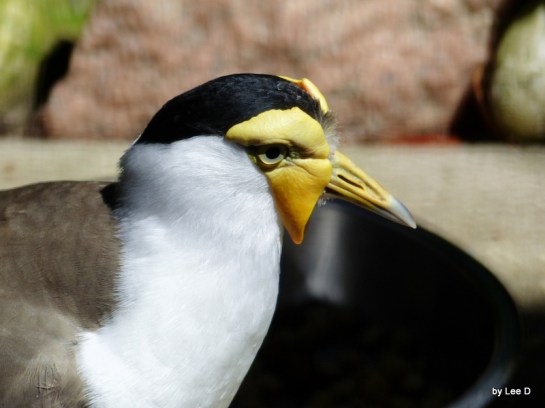 Masked Lapwing (Vanellus miles) by Lee at LPZ