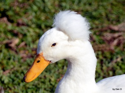 Aflac Duck Puffed Up - by Dan at Lake Morton