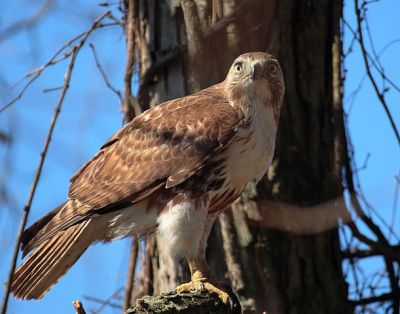 Red-tailed Hawk (Buteo jamaicensis) ©WikiC