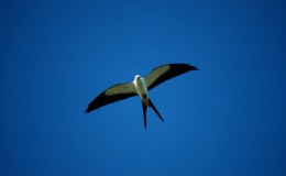 Scripture Alphabet of Animals: The&nbsp;Kite