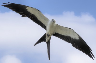 Swallow-tailed Kite (Elanoides forficatus) ©Flickr Lawrence Crovo