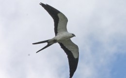 Swallow-tailed Kites In The Area&nbsp;Again