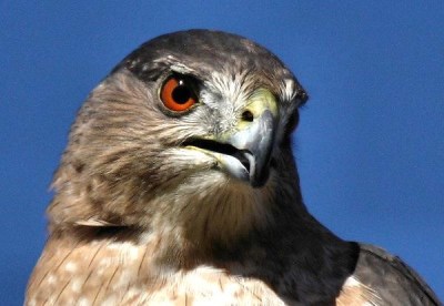 Cooper's Hawk (female) mug shot
