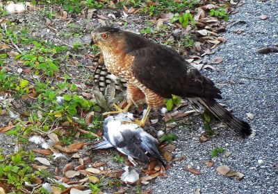 Accipiters and Alcids - Cooper's Hawk with caught bird