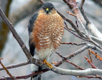 Sharp-shinned Hawk (Accipiter striatus) ©Lakewire