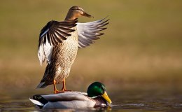 Lee’s Five Word Friday –&nbsp;4/15/16