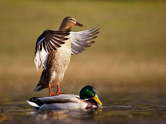 Mallard (Anas platyrhynchos) One in and One Out of the Water ©Slodive
