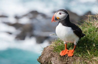 Atlantic Puffin at the shore