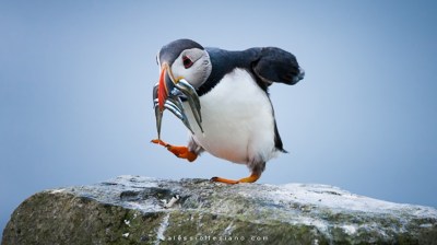 Atlantic Puffin on the march