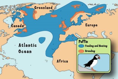 Atlantic Puffin Range Map - accompanying Mia Bennett's Article