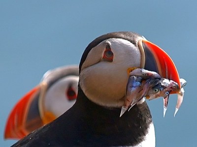 Atlantic Puffin with fish