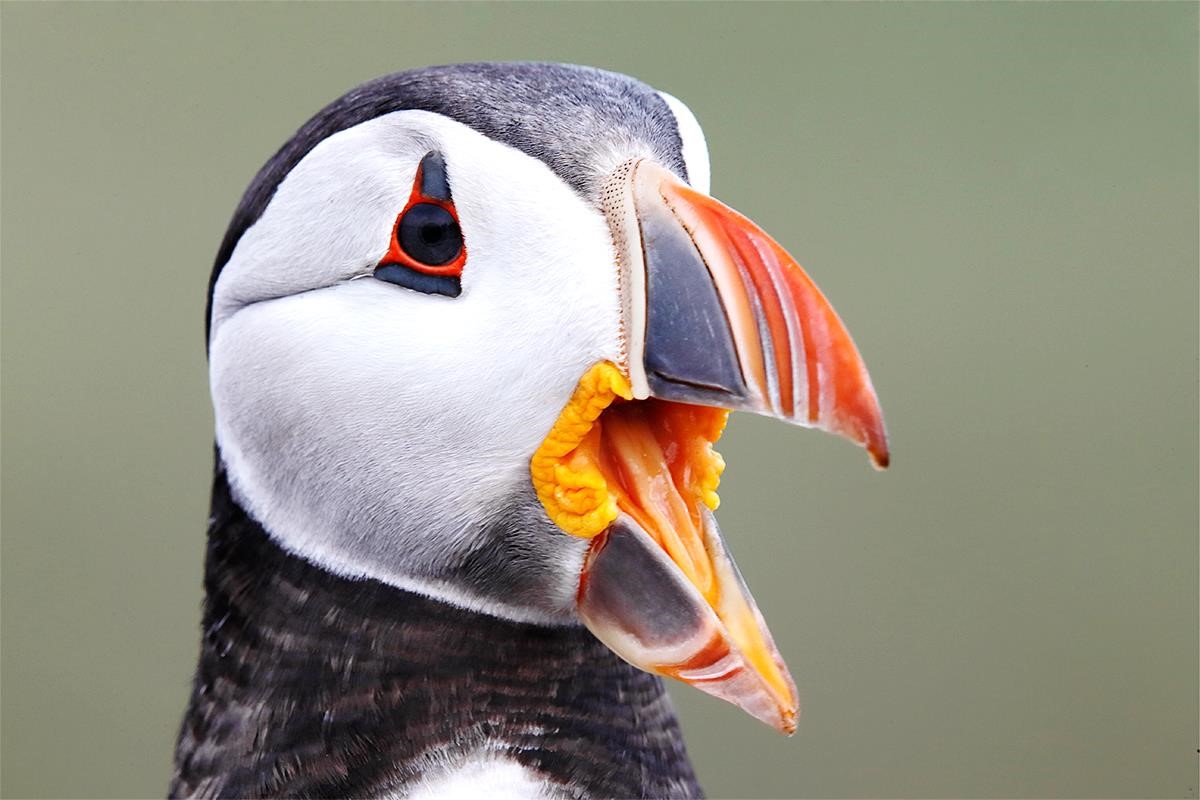 Atlantic Puffin with mouth open