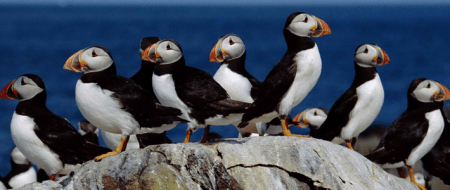 atlantic-puffin2-710x300