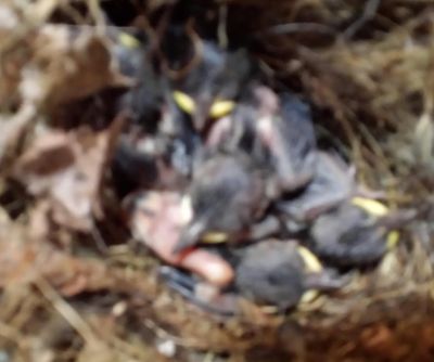 Birds behind licence plate by PattyBirds behind licence plate by Patty