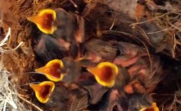 Birdwatching In Bushnell –&nbsp;1