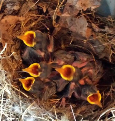 Birds now perking up- by Patty