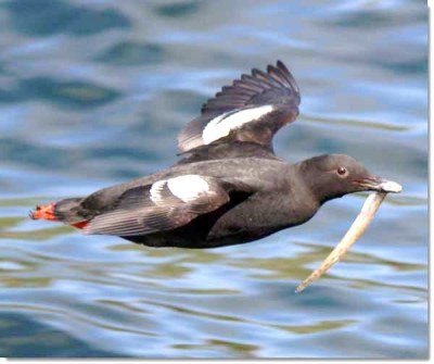 Pigeon Guillemot (Cepphus columba) ©USFWS