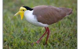 Ian’s Bird of the Week – Masked&nbsp;Lapwing