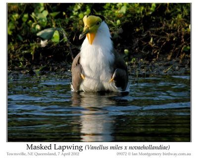Masked Lapwing (Vanellus miles) by Ian 4