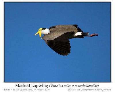 Masked Lapwing (Vanellus miles) by Ian 5