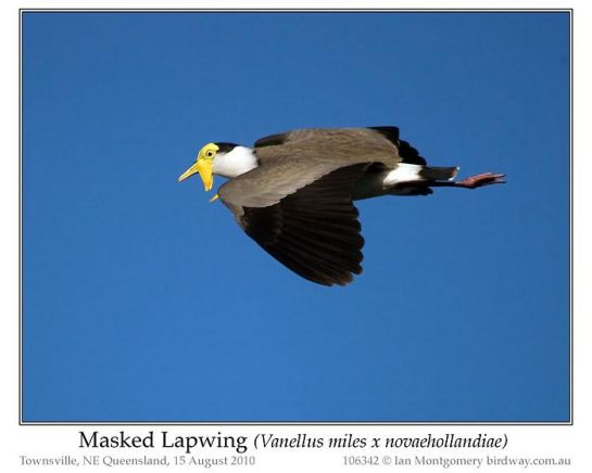 Masked Lapwing (Vanellus miles) by Ian 5