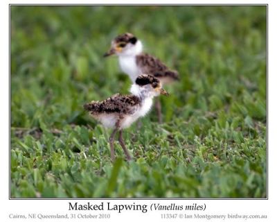 Masked Lapwing (Vanellus miles) Chicks by Ian 7