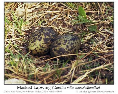 Masked Lapwing (Vanellus miles) eggs by Ian 6