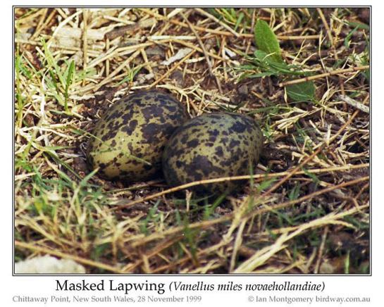 Masked Lapwing (Vanellus miles) eggs by Ian 6