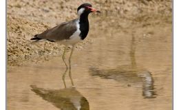 Ian’s Bird of the Week – Red-wattled&nbsp;Lapwing
