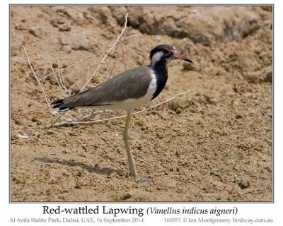 Red-wattled Lapwing (Vanellus indicus aigneri) Western Race by Ian
