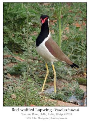 Red-wattled Lapwing (Vanellus indicus) by Ian
