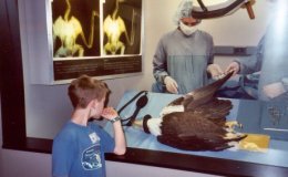 Isaiah’s Eagle – A Promise For&nbsp;Us