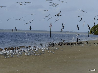 Flock Scattering at shore by Lee