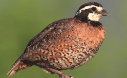 “B” is for Bobwhite and Buteo: “B” Birds, Part&nbsp;2