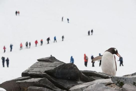 Gentoo Penguin Seems To Be Plucking (picking) up a tourist ©Nat'l Geo