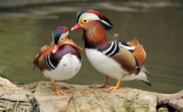 Lee’s Five Word Friday –&nbsp;4/22/16