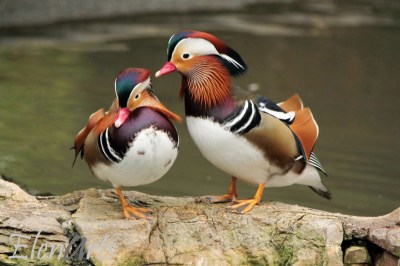 Mandarin Ducks Together ©Elenarts