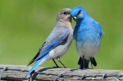 Mountain Bluebird, male (R) & female (L) ©Mickey Barnes / from Birds & Blooms