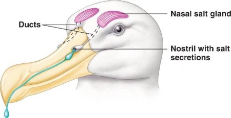 Nasal Salt Gland ©Niceweb