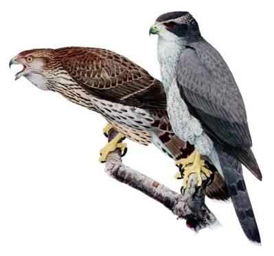 Northern Goshawk - Juvenile (brown) adults (grey)