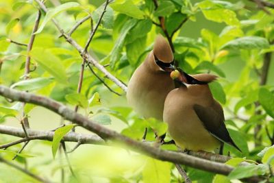 Cedar Waxwing (Bombycilla cedrorum) Passing Berries ©WikiC