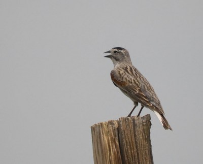 McCown's Longspur (Rhynchophanes mccownii) ©Flickr oldbilluk