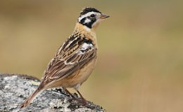 Sunday Inspiration – Calcariidae – Longspurs and Snow&nbsp;Buntings