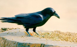 Lee’s Six Word Saturday –&nbsp;4/2/16