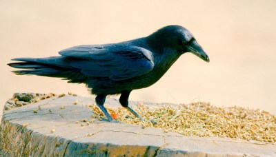 Raven Feeding ©Flickr Josh More