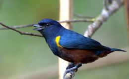 Sunday Inspiration – Finches&nbsp;IV